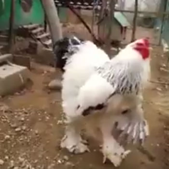 chicken_3