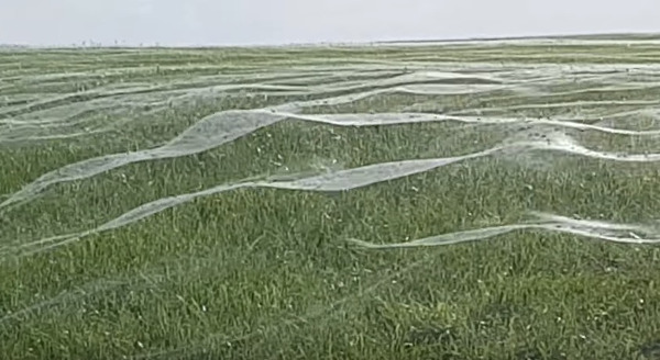 FireShot Capture 104 - Cobwebs Smother Soccer Field in Papamoa, New_ - https___www.youtube.com_watch