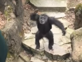 顔面にう こ チンパンジーが投げたう こがおばあちゃんにクリーンヒット 動画あり Edamame