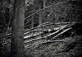 【衝撃】死体を野ざらしにして腐る様子を記録する「死体農場」の存在が話題に！