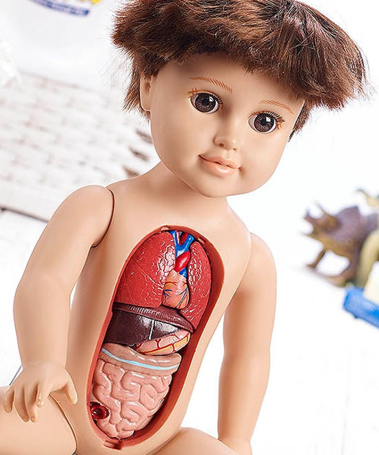 内臓パズル 人体を学べる子供向け人形がリアルすぎると話題に Edamame