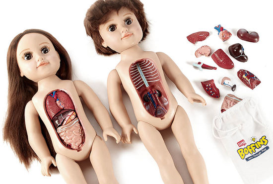 内臓パズル 人体を学べる子供向け人形がリアルすぎると話題に Edamame