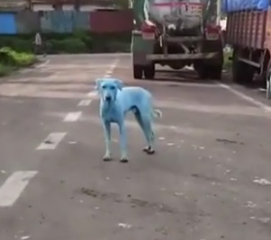 衝撃 インドに謎の青い犬がなぜか大量に増殖中 その原因に考えさせられる Edamame