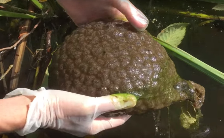 脳みそか カナダで発見されたある生物の見た目がキモすぎると話題に Edamame