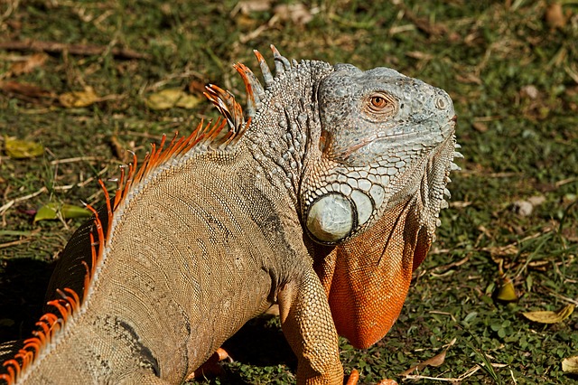 iguana-385016_640