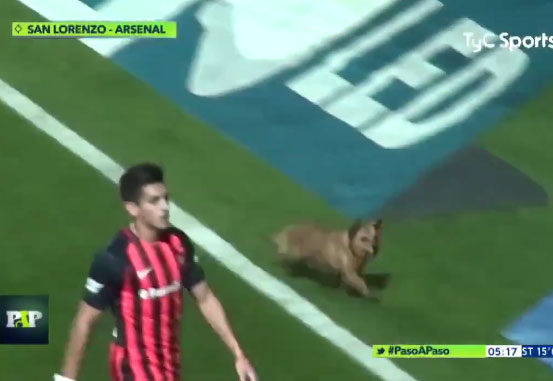 soccer_dog_3