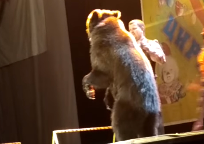 閲覧注意 サーカスの団員がクマに襲われる瞬間が激撮される Edamame