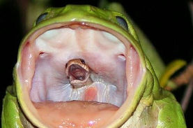 【下克上】ヘビがまさかのカエルに丸飲みされる瞬間の写真が話題に！表情が切ない・・・