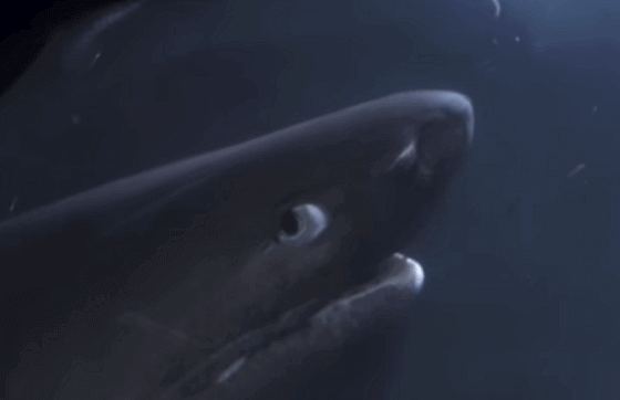 戦慄 サメの群れに集中攻撃をうける潜水艇の映像が怖すぎる Edamame