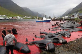 【悲痛】真っ赤な血の海と大量のクジラの死骸がTwitterに投稿されて物議をかもす！