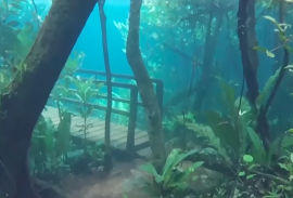 洪水で水に沈んだ森を写した映像が幻想的すぎると世界中で話題に・・・！