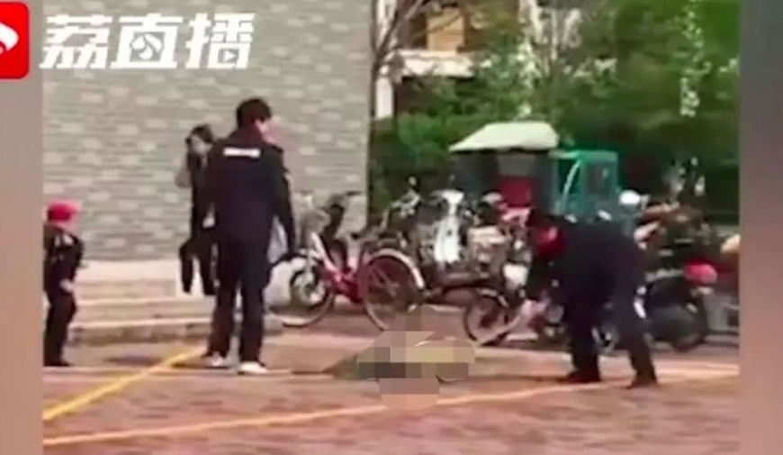 虐殺 中国の大学構内で子犬を出産した野良犬を警備員が撲殺 その動画が拡散され批判殺到 Edamame