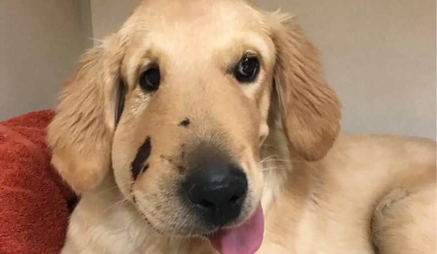 忠犬 飼い主を守るためにヘビに立ち向かった結果 顔がパンパンに Edamame