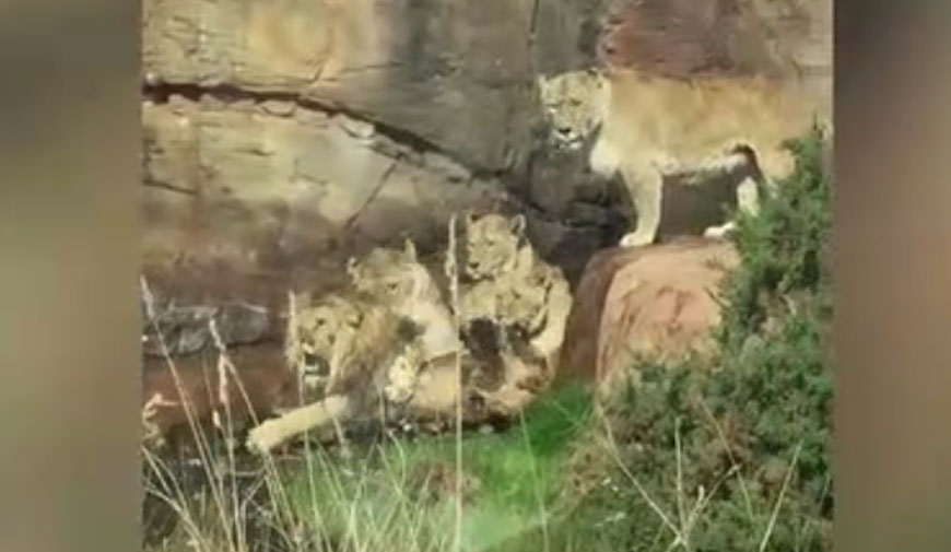 酷い 老いた雄ライオンのリーダーにメスのライオンたちが集団で暴行している様子が激写される Edamame