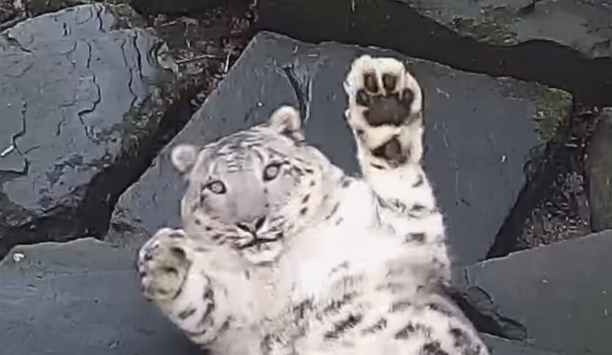 そんなに カメラが変わったことに気付いたユキヒョウの驚き方がかわいい Edamame