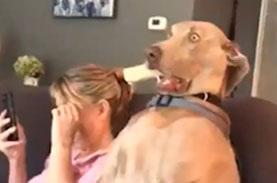 【衝撃犬映像】ワンさん、ソファで骨を食べていたところいきなり正気を失う