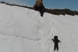 【ドローンハラスメント】崖を登るクマの親子をドローンで撮影⇒「クマがドローンを怖がってる！」と批難殺到！