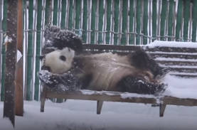 【ひゃっほーい】パンダが初雪をみて大はしゃぎ！その姿がかわいすぎると話題に！