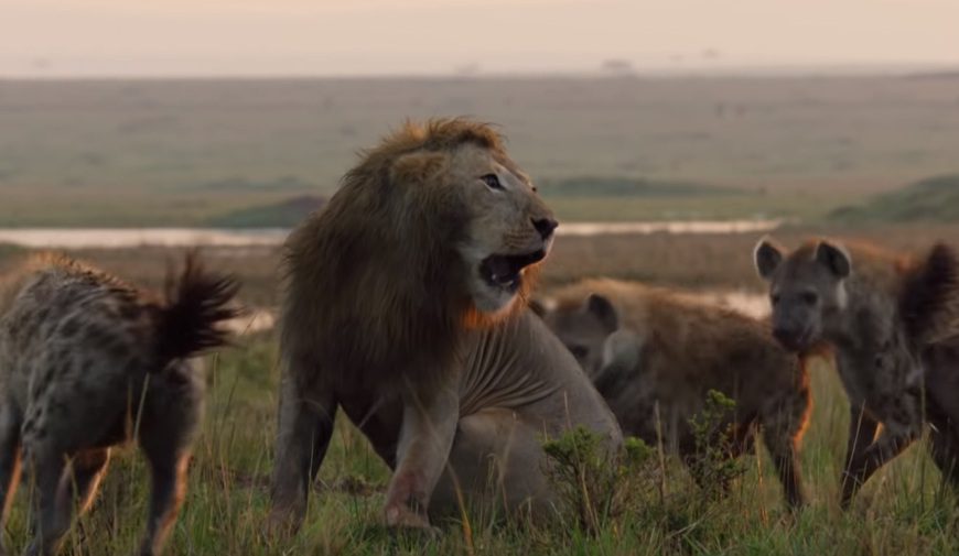 【ラストは必見】1頭のライオンが20頭のハイエナたちと戦う動画が世界中で話題に！ edamame.