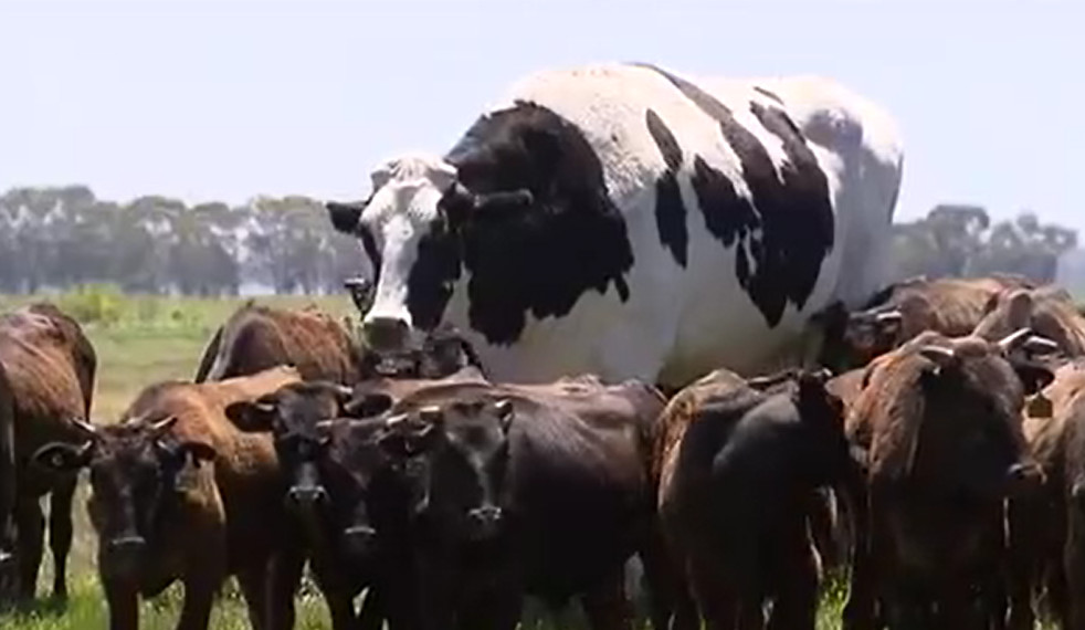 驚愕 オーストラリアで見つかった巨大牛の大きさが異次元すぎると話題に Edamame