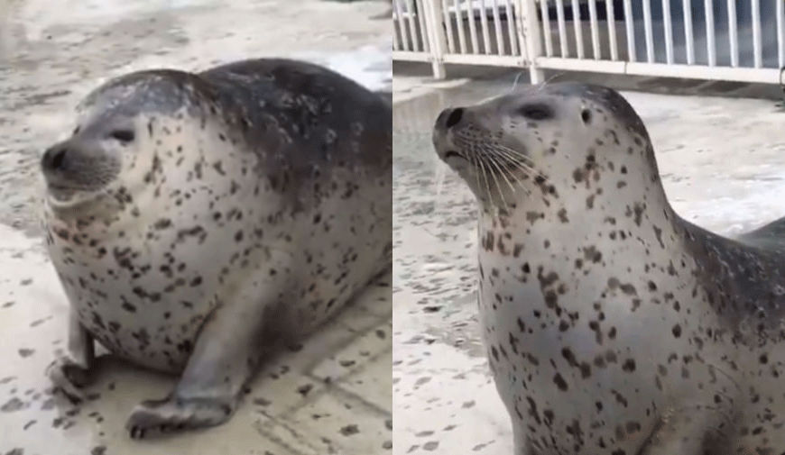 ぎゅーっ からだが半分に縮んじゃうアザラシに癒される人続出中 Edamame