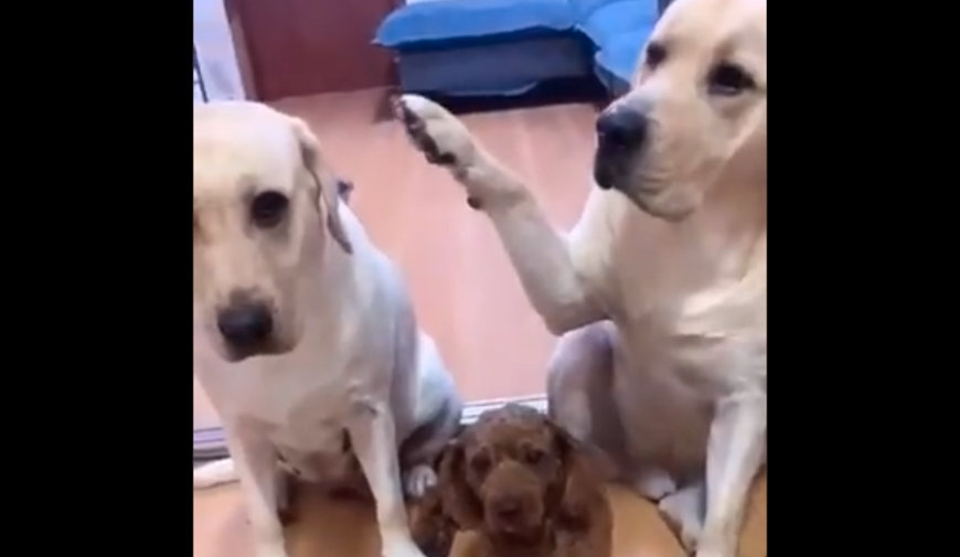 コイツです 4匹のワンコが集められ犯人探しが始まるも裏切り行為ですぐに特定される Edamame