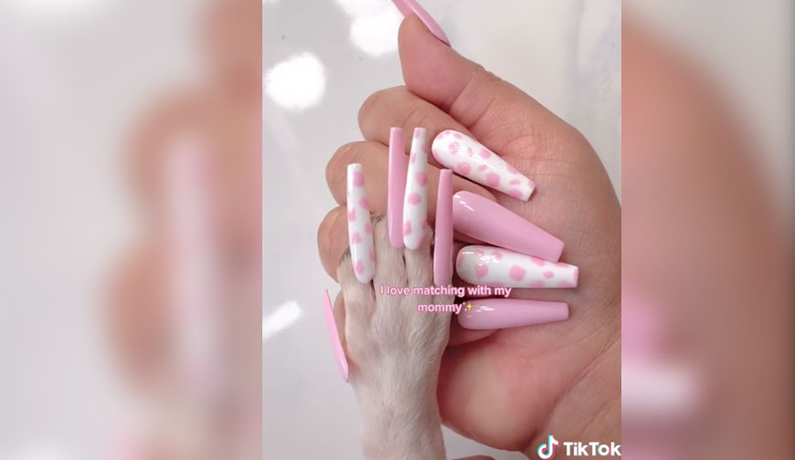 かわいいからって 愛犬にネイルチップをつけた女が動物虐待で大炎上 Edamame かわいいからって 愛犬にネイルチップをつけた女が動物虐待で大炎上 Edamame